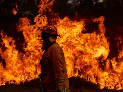 SYDNEY, AUSTRALIA - NOVEMBER 14: A CFA Member works on controlled back burns along Putty Road on November 14, 2019 in Sydney, Australia. Crews are working hard to gain the upper hand after devastating fires tore through areas near Colo Heights. Bushfires from the Gospers Mountain bushfire continue to burn. …