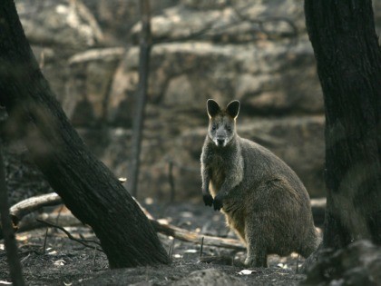 HALLS GAP, AUSTRALIA - JANUARY 27 - A wallaby stares out from the charred bush land January 27, 2006 near Halls Gap, in the Grampians mountain range, Victoria, Australia. Firefighters on January 28, 2006 are continuing to fight three large fires in Victoria and are preparing in case of spot …