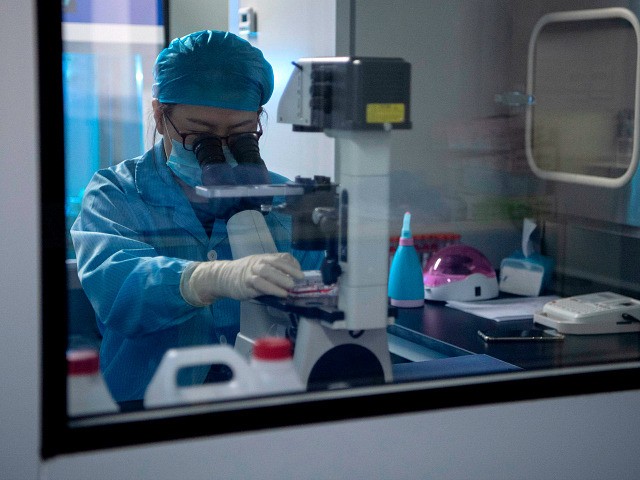 This photo taken on September 2, 2019 shows a laboratory technician checking samples with a microscope at the Chinese company Sinogene, a pet cloning outfit which has cloned more than 40 pet dogs since 2017, in Beijing. - To clone a dog costs a hefty 380,000 yuan (53,000 USD) and …