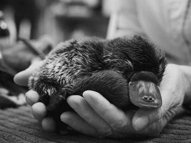 This is ‘Ollie’ the platypus, patient 90,000 at the @AustraliaZoo Wildlife Hospital. 1