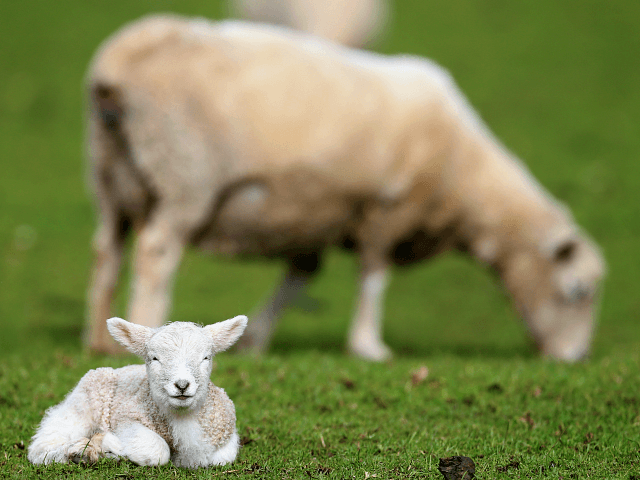 UK: Migrants Accused of 'Slow and Painful' Killing of 350 Sheep