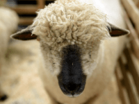 An Oxford Down sheep rests in its pen prior to being judged at the annual Masham Sheep Fair in Masham, northern England on October 5, 2019. - The Sheep Fair was founded over 30 years ago to commemorate Masham's historic sheep market in town's market square where as many as …