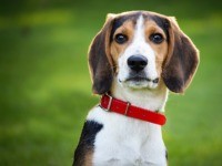 The Department of Transportation (DOT) is seeking public comment on a proposal issued Wednesday defining what can and cannot be labeled a service animal on an aircraft.