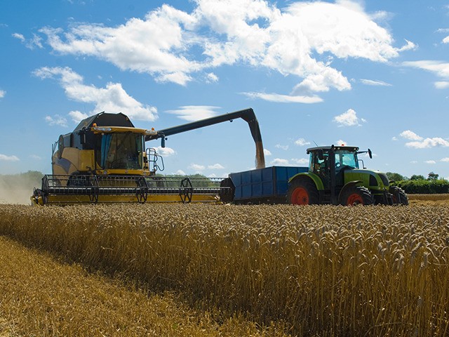 Thresher harvesting wheat.