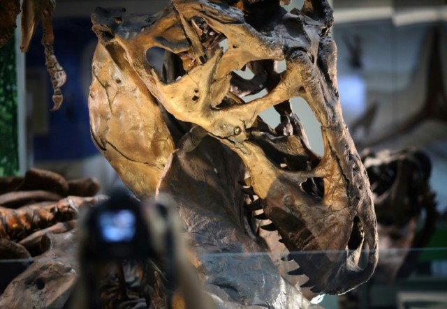 Dwarf T-rex dinosaurs probably did not exist: study