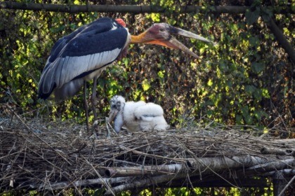 Once unloved, threatened storks given new hope in Indian zoo