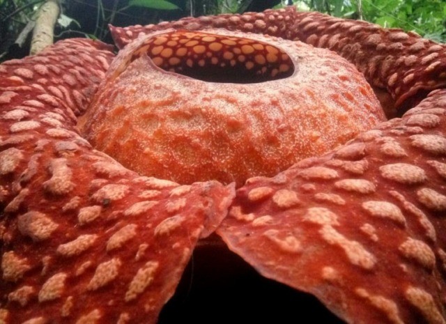 The bloom of the giant Rafflesia tuan-mudae only lasts about one week before it withers and rots Biggest bloom: 'world's largest' flower spotted in Indonesia