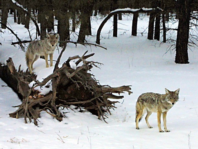 Coyotes attack man and boy in Chicago