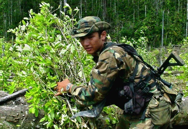 Colombia destroys record amount of coca leaf plantations