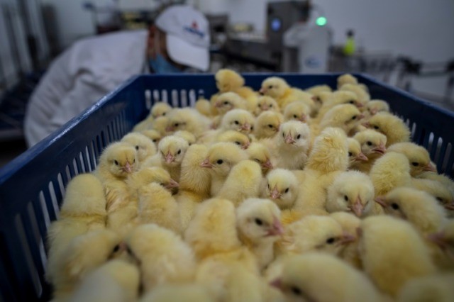 Germany, France to push EU to end shredding of male chicks