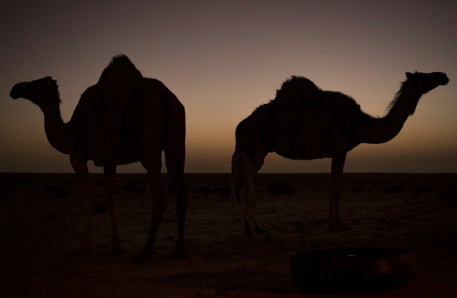 5,000 feral camels culled in drought-hit Australia - Breitbart