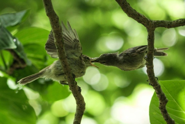 Tiny Seychelles island coaxes bird back from brink