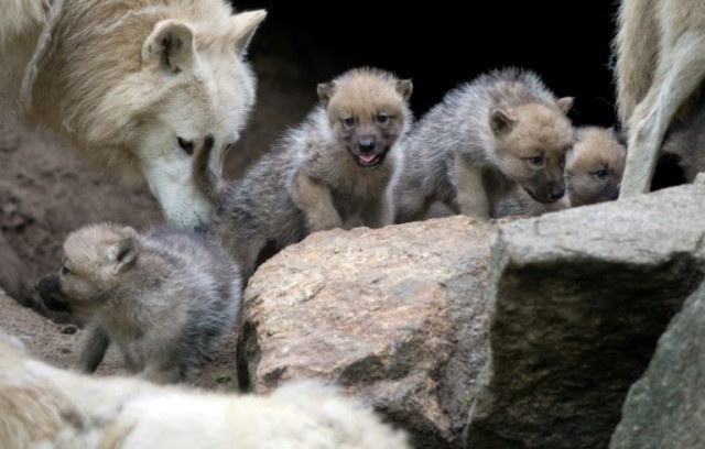 Wolf puppies play fetch too, scientists find