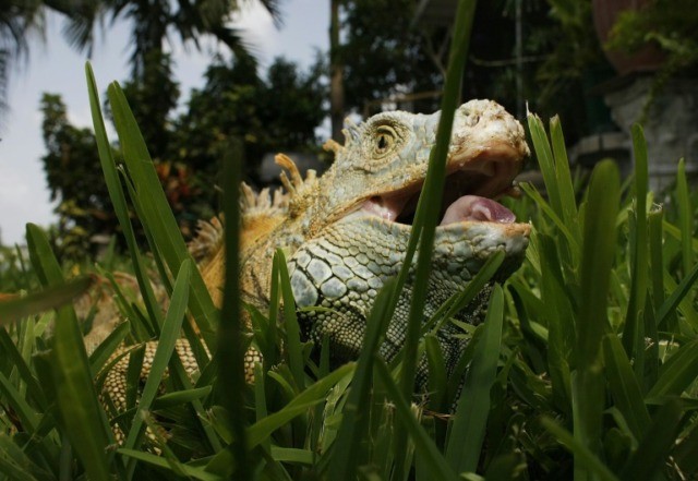 'They're not dead': Falling iguana alert in Florida amid cold snap