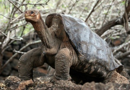 Scientists to search for relatives of extinct Galapagos tortoises