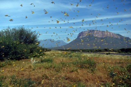 Locusts the latest curse of East Africa weather extremes