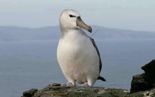 Revenge of the albatross: seabirds expose illicit fishing