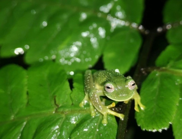 Glass frogs reappear in Bolivia after 18 years