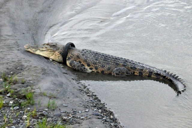 Reward offered for removing tyre off croc's neck