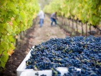 Human-caused climate change could slash the amount of areas on the planet capable of growing and sustaining existing wine varieties, a study released Monday suggests.