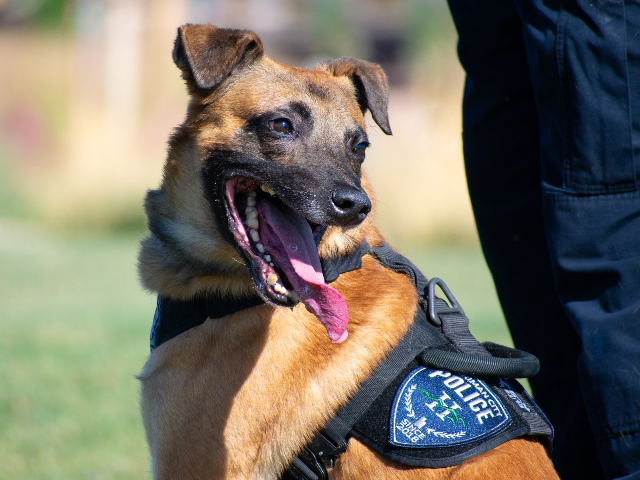 It is with heavy hearts that we announce the passing of Herriman Police K9 Hondo, who was