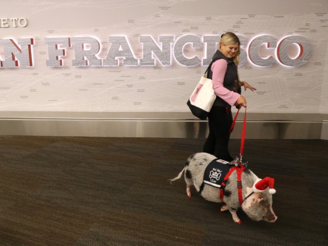 SAN FRANCISCO, CALIFORNIA - DECEMBER 10: Tatyana Danilova walks her pet pig named LiLou th