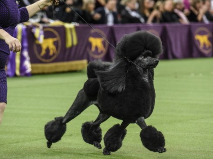 WNEW YORK, NY - FEBRUARY 11: A Standard Poodle named Siba wins Best in Show during the annual Westminster Kennel Club dog show on February 11, 2020 in New York City. The 144th annual Westminster Kennel Club Dog Show brings more than 200 breeds and varieties of dog into New …