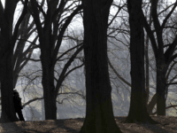 A woman leans on a tree in Central Park as New Yorkers and tourist take advantage of the unusually warm weather for winter in the city on January 8, 2013. Temperatures are expected to reach the upper 50's over the weekend. AFP PHOTO/TIMOTHY A. CLARY (Photo credit should read TIMOTHY …
