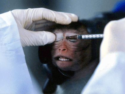 A Chinese researcher injects a monkey with an experimental solution at a laboratory in the southern Chinese city of Guangzhou 28 May 2004. China is drafting new regulations to save laboratory animals from unnecessary pain and inhumane treatment, as part of an overall set of guidelines on animal testing, encourage …