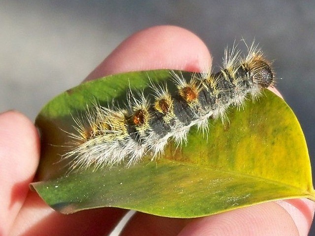 “The appearance of the pine processionary caterpillar has been anticipated this year due to a lack of rain and an increase in temperatures, the result of climate change,” stated Spain’s National Association of Environmental Health Companies (ANECPLA).