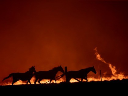 CANBERRA, AUSTRALIA - FEBRUARY 01: Horses panic as a spot fire runs through the property of Lawrence and Clair Cowie on February 01, 2020 near Canberra, Australia. The couple stayed to defend their home, with the spot fire destroying part of the property. Chief Minister Andrew Barr declared a State …