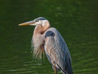 birds wildlife