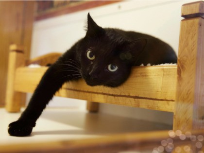 In this Tuesday, Aug. 4, 2015, file photograph, a black cat lounges on a small bed in Morristown, N.J. New Jersey could become the first state to prohibit veterinarians from declawing cats. The bill's sponsor said declawing is “a barbaric practice” that more often than not is done for convenience. …
