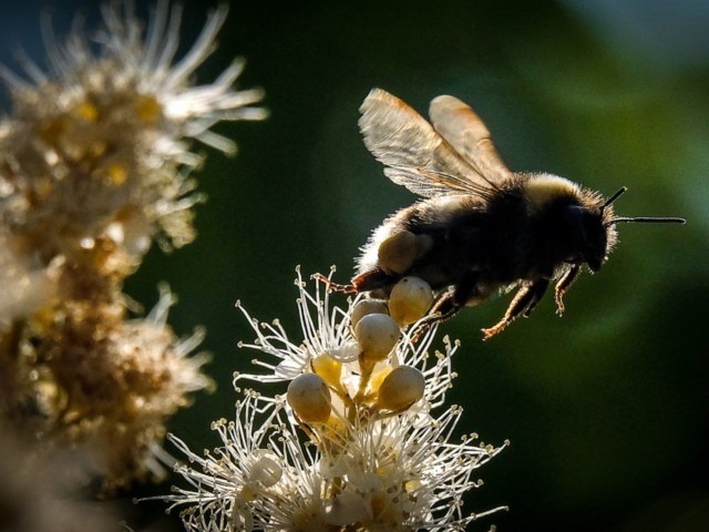 A bumblebee draws nectar from the flowers of a Sorbaria sorbifolia bush in a garden outsid