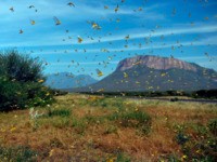TOPSHOT - Locusts swarm from ground vegetation as people approach at Lerata village, near Archers Post in Samburu county, approximately 300 kilomters (186 miles) north of kenyan capital, Nairobi on January 22, 2020. - "Ravenous swarms" of desert locusts in Ethiopia, Kenya and Somalia, already unprecedented in their size and …
