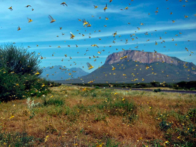 TOPSHOT - Locusts swarm from ground vegetation as people approach at Lerata village, near