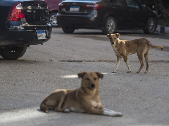 Stray dogs are seen in a street in the Egyptian capital Cairo on December 12, 2018. - In E