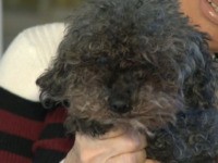 Toy Poodle Seized by Hawk, Found Alive 28 Hours Later