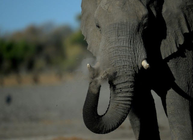 Botswana holds controversial auction of elephant hunting licences
