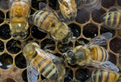 Tiny Dancer: Scientists spy on booty-shaking bees to help conservation