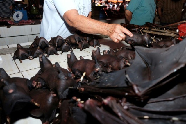 Bat for sale at Indonesia's wildlife market despite virus ...