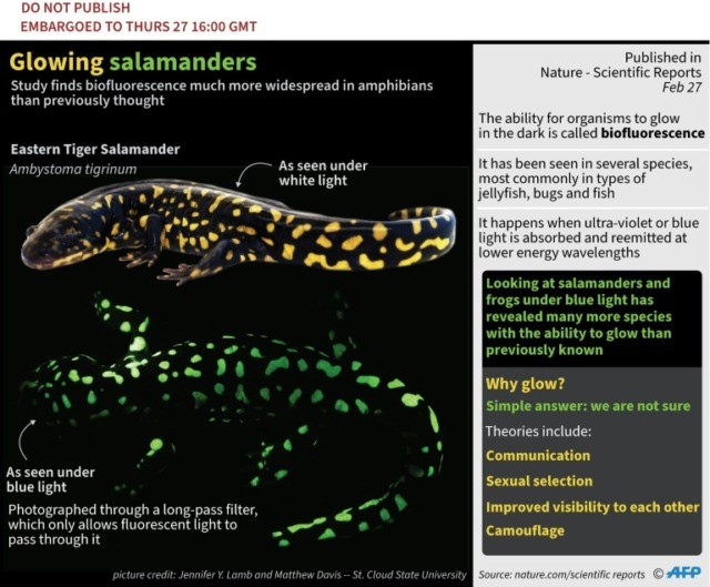 Most amphibians can glow in the dark, scientists report