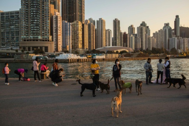 Pet dog quarantined in Hong Kong with low levels of coronavirus