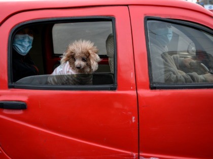 Commuters wearing facemasks sit on a car along with their dog in Beijing on Fabruary 1, 20