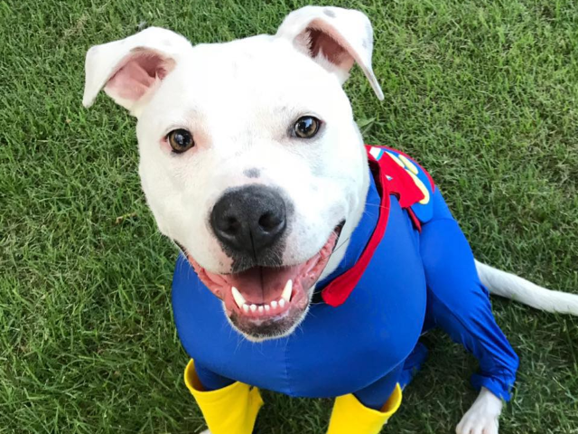 Cole is a deaf rescue dog who is on a quest to change the world one paw at a time! As a ce