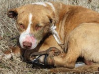 dog found with legs strapped