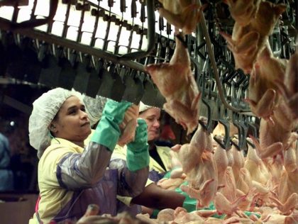 Workers at the Perdue Farms Inc. processing plant prepare cleaned and gutted chickens for