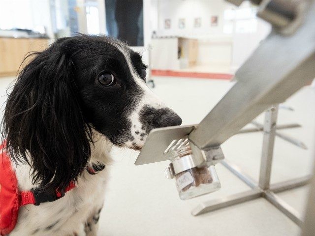 MILTON KEYNES, ENGLAND - MARCH 27: "Freya" correctly detects a sample of malaria from a row of sample pots at the "Medical Detection Dogs" charity headquarters on March 27, 2020 in Milton Keynes, England. The charity is currently working with the London School of Hygiene and Tropical Medicine to test …