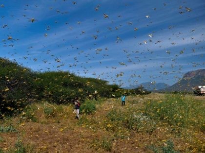 Locusts swarm from ground vegetation as people approach at Lerata village, near Archers Post in Samburu county, approximately 300 kilomters (186 miles) north of kenyan capital, Nairobi on January 22, 2020. - "Ravenous swarms" of desert locusts in Ethiopia, Kenya and Somalia, already unprecedented in their size and destructive potential, …