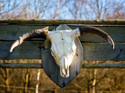 Bleached white cattle skull trophy with horns mounted on the wall of an old weathered wooden barn in close up outdoors in sunshine